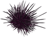 Decorative sea urchin illustration