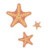 Decorative starfish illustration