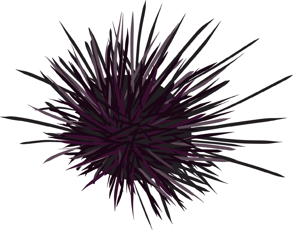Decorative sea urchin illustration