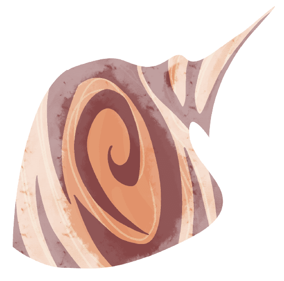 Decorative seashell illustration