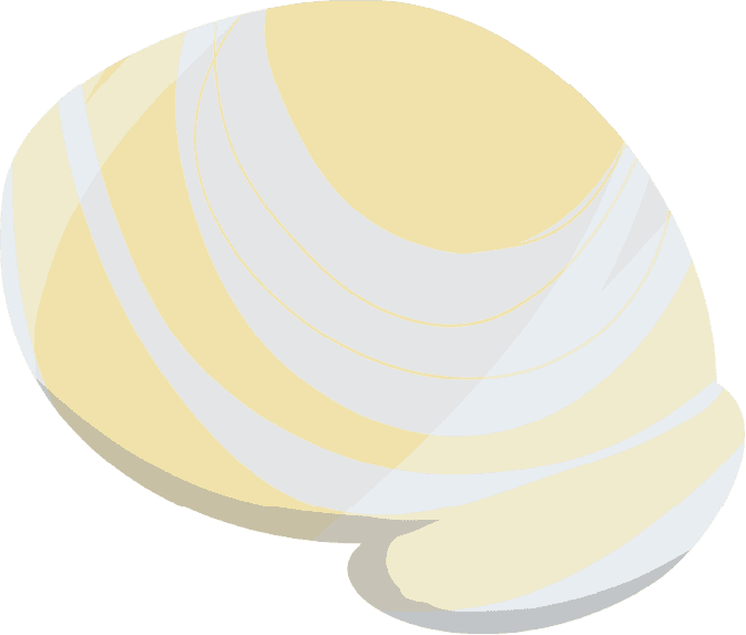 Decorative seashell illustration