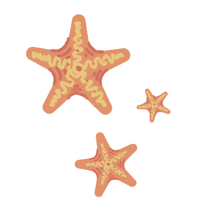 Decorative starfish illustration