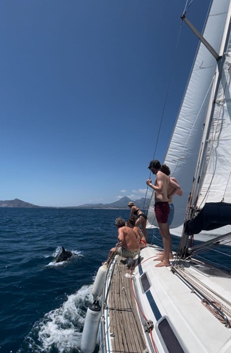 Delfine und offenes Wasser bei einem ganztägigen Törn mit Skipper ab Altea