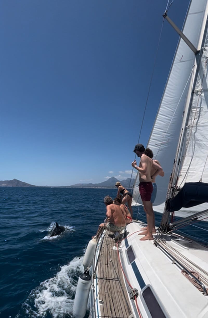 Dolphin moments in Altea